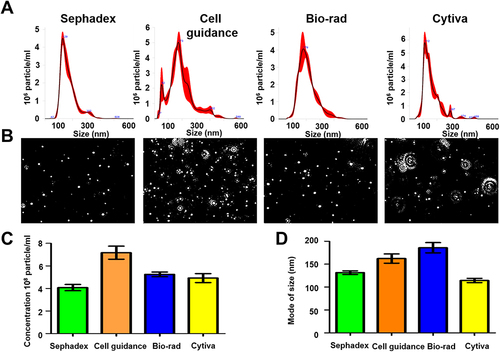 Figure 3 Recovery and quality assessment of immunocapture-HCC exosomes purified by size exclusion column purification for nanoparticle tracking analysis (NTA). Immunocaptured HCC exosomes were diluted in 1mL of ultrapure water and passed through a gel filtration column to separate free labeled antibodies. (A). Size and concentration measurement of extracellular vesicles (EVs) isolated by various columns by NTA. (B). Video images of EVs in motion captured via light scatter model. (C) Particle recovery by various columns. (D) Size of particle isolated by various columns.