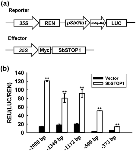 Figure 2. Identification of the DNA-binding region of SbSTOP1 on the SbGlu1 promoter in Arabidopsis protoplasts.(a) Schematic diagram of the reporter and effector in the transient transformation assay. 35S, cauliflower mosaic virus 35S promoter; 35S (−46), cauliflower mosaic virus 35S minimal promoter; pSbGlu1, SbGlu1 promoter (−2000, −1349, −1112, −500, or −373 bp to −1 bp from the translation start codon). (b) Relative luciferase activity of various regions of SbGlu1 promoter-driven reporters regulated by SbSTOP1. Luciferase activity of reporter (LUC) driven by the different promoters of SbGlu1 was normalized to the internal control reporter (REN). Data represent the means ± SD from three independent biological replicates. Asterisks (**) represent significant differences from the vector-only control at P < 0.01.