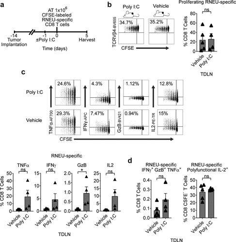 Figure 5. Tumor-Induced RNEU-specific CD8 T Cell Tolerance is Maintained After Stimulation with a TLR3 Agonist.