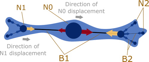 Figure 1. Schematic representation of the cell model.