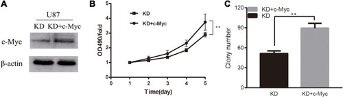 Figure 4 The recovery expression of c-Myc restored the proliferation ability of U87 KD cells.Notes: (A) Following transfection of the exogenous c-Myc, the protein levels of c-Myc increased significantly as compared to KD-only cells. (B and C) The overexpression of c-Myc significantly restored the attenuated proliferation ability caused by knockdown of PCGF1, as detected by the MTT and colony-forming assay. **P<0.01.
