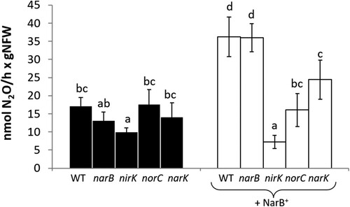 Figure 6. N2O emission by detached nodules from plants inoculated with R. etli CE3 (WT), narB, nirK, norC and narK (black bars) or R. etli WT + NarB+, narB + NarB+, nirK + NarB+, norC + NarB+ and narK + NarB+ (white bars). Plants were treated with 10 mM KNO3 for four days before plant harvesting. Data are expressed as the mean value and standard deviation error bars of two independent experiments. In each experiment, 5 replicates collected from ten plants were assayed. Lower-case letters indicate comparisons between nitrate treatments. Same lower-case letters are not statistically significant according to HSD Tukey test at p ≤ 0.05. NFW, nodule fresh weight.