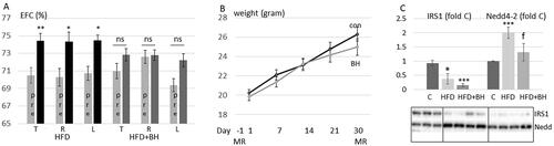 Figure 2. Betahistine prevents HFD feeding induced EH but not weight gain in C57BL/6J. (A–C) C57BL/6J female mice were fed HFD without or with betahistine for 30 days. Contrast enhanced MRI was performed at day –1 and day 30. (A) The relative size of the EFC was estimated for each ear and the same ear was compared before (pre, 12 mice) and after 30 days of treatment (11 mice). Data are presented as means ± SEM shown for all ears (T), right ears (R) and left ears (L). HFD-group, p = 0.020 (T), 0.046 (R), 0.022 (L); HFD + betahistine group, p = 0.11 (T), 0.57 (R), 0.13 (L). (B) Time course in changes in body weight from base-line at 8 weeks of age and during 30 days of treatment. No significant difference in weight between HFD fed and HFD + betahistine fed mice was observed at any time-point. (C) Adipose tissue from control mice (n = 3), mice fed HFD (n = 4) and mice fed with HFD in presence of betahistine (n = 4). Adipose tissue lysates were prepared and IRS1 and Nedd4-2 analyzed by western blotting. Western blot signals were quantified and normalized to non-treated samples. Data are presented as means ± SD. *p < .05, ***p < .001 vs control, fp < .05 vs HFD.