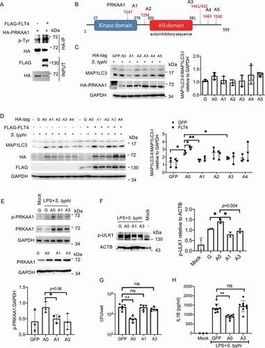 Figure 6. FLT4-induced PRKAA1 tyrosine phosphorylation is indispensable for autophagy and inflammasome activation. (A) HEK293T cells were transfected with FLAG-IRF3 and HA-PRKAA1 and prepared for immunoprecipitation and immunoblotting. (B) The diagram of PRKAA1 domains and tyrosine sites. (C and D) HeLa cells overexpressing wild-type PRKAA1 (A0) or the PRKAA1 mutants (A1, A2, A3, A4, A5) (C), or together with FLAG-FLT4 (D) were infected with S. typhimurium to check the levels of MAP1LC3-I and MAP1LC3-II. The immunoblots were statistically quantified by densitometry. (E-H) iBMDMs stably overexpressing the GFP control, wild-type PRKAA1 (A0) or the mutants (A1 or A3) were primed with LPS (1 μg/ml) followed by S. typhimurium infection. The PRKAA1-ULK1 phosphorylation levels by immunoblotting (E and F), bacterial CFUs (G) or IL1B concentrations in supernatants by ELISA (H), were examined. The immunoblots were statistically quantified by densitometry. Data are presented as the mean ± SEM *p < 0.05, **p < 0.01.