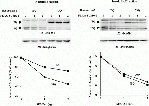 Figure 4.  SUMO-1 does not affect the aggregation of ataxin-3. After co-expression of HA-tagged ataxin-3 (1 µg) with increasing amount of FLAG-tagged SUMO-1 (0, 1, and 2 µg), cells were lysed and fractionated as described in Materials and methods section. Relative amounts of ataxin-3 in the soluble and insoluble fractions were measured by immunoblot analysis. For loading control, β-actin was used. Gel images and graphs shown are the results from a typical experiment.