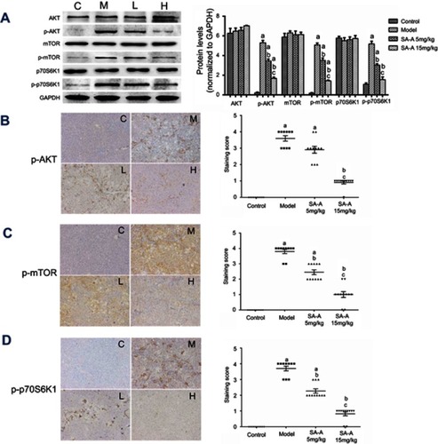 Figure 4 SA-A inhibits PI3K/AKT/mTOR signaling pathway in CCl4-induced liver fibrosis. (A) Effects of SA-A on the expression of p-AKT, AKT, p-mTOR, mTOR, p-p70S6K1, and p70S6K1 in the liver tissues were measured by western blot analysis. Immunohistochemistry of (B) p-AKT, (C) p-mTOR, and (D) p-p70S6K1 in the liver tissues, magnification: ×100. Data are expressed as the mean ± S.D. aP<0.05 as compared with control (C) group, bP<0.05 as compared with model (M) group, cP<0.05 as compared with SA-A 5mg/kg (L) group.