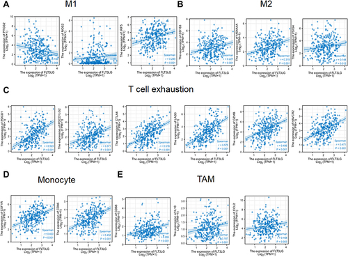 Figure 5 FLT3LG expression correlated with monocyte, macrophages, and T cell exhaustion in CESC. Markers include IRF5, and PTGS2 of M1 macrophages (A), CD163, VSIG4, and MS4A4A of M2 macrophages (B), PDCD1, PDCD1G2, CTLA4, LAG3, HAVCR2, GZMB of T-cell exhaustion (C), CD86 and CSF1R of monocytes (D) and CCL2, CD68, and IL10 of TAMs(E).