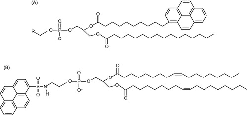 Figure 3. Structures of the pyrene-labelled lipids used as acceptors. (A) Tail-labeled lipids. R = , , and CH(OH)CH2OH for Pyr-PE, Pyr-PC, and Pyr-PG, respectively. (B) Head-labeled lipid, HPyr-PE.