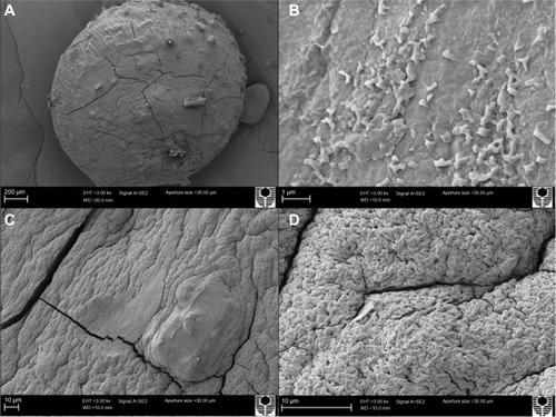 Figure 2 Scanning electron micrographs of gliclazide-sodium alginate microcapsules.