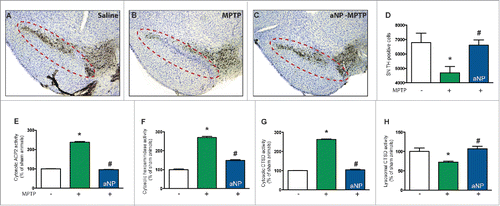 Figure 6. Acidic nanoparticles protect dopaminergic neurons from MPTP-induced cell death through rescue of lysosomal function after intracerebral injections in mice. ((A) to C) Representative photomicrographs of TH-immunostained SNpc from saline-and MPTP-treated mice, injected with PLGA-aNP, or controls. Dotted lines circle the SNpc containing dopaminergic neurons. (D) Stereological cell counts of SNpc TH-immunoreactive neurons from saline- or MPTP-intoxicated mice, intracerebrally injected with PLGA-aNP, at 5 d post-MPTP (n=5 for vehicle-injected animals, n=6 for MPTP-treated mice, n=7 for MPTP + aNP-treated animals). ((E) to G) Enzymatic activities of lysosomal enzymes: ACP2/acid phosphatase isoform 2, HEX/β-hexosaminidase and CTSD in cytosolic, lysosomal-free cytosolic fractions from the ventral midbrain of saline, MPTP-treated mice with or without PLGA-aNP. (H) Enzymatic activity of CTSD in lysosomal fraction from the ventral midbrain of saline, MPTP-treated mice treated with PLGA-aNP, or controls. *, P<0.05 compared with vehicle-injected mice; #, P<0.05 compared with MPTP-intoxicated mice.