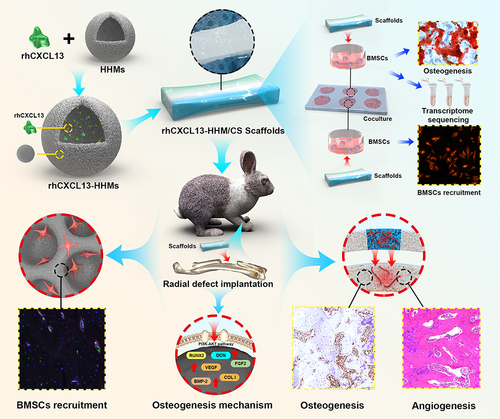 Scheme 1 Schematic diagram of radial defect treatment using rhCXCL13-HHM/CS scaffold: In vitro studies demonstrate that the rhCXCL13-HHM/CS scaffold promotes osteogenic differentiation of bone marrow mesenchymal stem cells, while in vivo experiments facilitate seamless adhesion and regeneration within bone defect areas. The scaffold recruits endogenous bone marrow mesenchymal stem cells, initiation of osteogenesis and angiogenesis, and realization of radial reconstruction. Twelve weeks post-implantation, the scaffold achieves extensive bone regeneration, with the bone coverage area in the rabbit radial defect model reaching 95%.