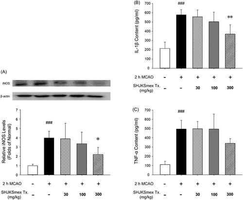 Figure 7. Effects of pre-treatment with the methanol fraction of the modified Seonghyangjeongki-san water extract (SHJKSmex) on inducible nitric oxide synthase (iNOS) (A), interleukin (IL)-1β (B), and tumour necrosis factor (TNF)-α levels (C) in the brains of mice with middle cerebral artery occlusion (MCAO). SHJKSmex pre-treatment significantly decreased iNOS levels in the mouse model of ischaemic brain stroke. Representative western blots and quantitative analysis of iNOS expression demonstrate the effect of SHJKSmex on iNOS expression in the brain tissue. IL-1β and TNF-α levels were measured using a commercially available ELISA kit. Results are presented as the mean ± SD. ###p < 0.001 vs. normal group, *p < 0.05, **p < 0.01 vs. control group; n = 6 in each group.