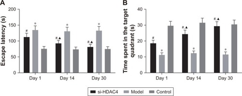 Figure 5 Silence of HDAC4 promotes cognitive function.