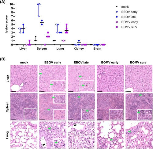 Figure 5. Histopathologic lesions in organs of EBOV and BOMV infected huNSG-A2 mice. (A) Lesion scores from tissue slices. Slices from the indicated organs of EBOV- or BOMV-infected huNSG-A2 mice were stained with hematoxylin and eosin and evaluated for histopathological changes (see Supplemental Table 2). Values for individual animals as well as median scores are shown, with non-survivors and survivors indicated as empty circles/squares or filled circles/squares, respectively. (B) Representative tissue slices used for the evaluation of lesion scores. Mock-infected mice showed no changes in the liver, spleen (lower inlay showing expected cellularity for comparison) or lung; EBOV infection was associated with the presence of cytoplasmic viral inclusion bodies (EBOV early, green arrow), and Councilman bodies (EBOV late, green arrow); in the spleen, an EBOV-induced decrease in cellularity (EBOV early, lower inlay) and apoptosis of lymphocytes in the red and white pulp with numerous tingible body macrophages (EBOV early and late, green arrow) was observed. EBOV infection also affected the lung showing diffuse septal thickening, alveolar apoptosis (green arrow), activation of the endothelium with immune cell rolling (black arrow) and interstitial, mononuclear infiltrates (EBOV late, inlay). No lesions were seen in the liver after BOMV infection; in the spleen apoptosis of lymphocytes in the red pulp with numerous tingible body macrophages (BOMV late, green arrow) was seen; in the lung BOMV infection-associated interstitial (BOMV early, green arrow) and perivascular (BOMV late, green arrow) mononuclear infiltrates were observed. Scale bars in liver and lung samples indicate 50 µm, and in spleen samples 100 µm.