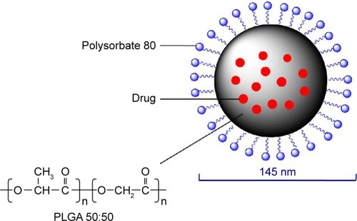 Figure 2 Schematic diagram of the AP-PLGA-NPs.