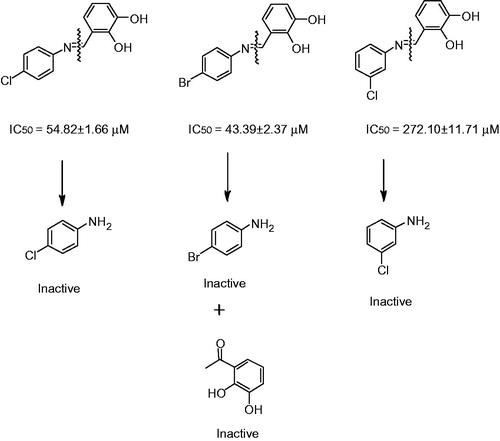 Figure 4. Antiglycation potential of Schiff bases and their corresponding anilines and dihydroxy benzaldehyde.