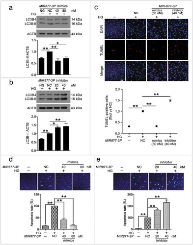 Figure 5. MIR877-3P inhibited VEC autophagy and apoptosis. After transfection with MIR877-3P mimics or inhibitor overnight, VECs were treated with HG for 48 h. (a,b) Western blot analysis of LC3B-II level. (c) TUNEL staining analysis of cell apoptosis. Scale bar: 100 μm. (d,e) Cell apoptosis was detected by Hoechst 33258 staining. Scale bar: 30 μm. (*, p < 0.05; **, p < 0.01; n = 3.).