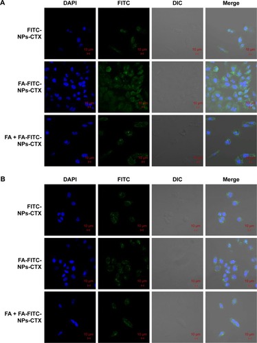 Figure 5 CLSM images of (A) HeLa and (B) A549 cells after incubation with FITC-NPs-CTX, FA-FITC-NPs-CTX, or FA + FA-FITC-NPs-CTX for 4 hours.Abbreviations: CLSM, confocal laser scanning microscopy; CTX, cabazitaxel; DIC, differential interference contrast; FA, folic acid; FA + FA-FITC-NPs-CTX, free FA was added prior to the addition of FA-FITC-NPs-CTX; FA-FITC-NPs-CTX, FR-targeted nanoparticles loaded with cabazitaxel and labeled with FITC; FITC, fluorescein isothiocyanate; FITC-NPs-CTX, cabazitaxel-loaded nanoparticles labeled with FITC; FR, folate receptor.