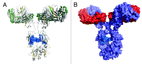 Figure 6. IgG1 homology structure with mapped protection levels. (A) Model of IgG1 constructed using 1BJ1 and 1IGY crystal structures. Colored according to the relative protection levels derived from oxidative labeling. Yellow indicates regions with decreased protection in the dimer. Green indicates regions with increased protection in the dimer. Uncolored areas indicate regions which show no relative difference in protection levels between the dimer and monomer. The blue region represents the Asn-linked Fc glycans typically found in IgG1 therapeutic mAbs. (B) Space-filled cartoon model of the IgG1 with the heavy chains colored purple and light chains colored red. The light chains of an IgG1 are on opposite planes with respect with each other. The heavy chains in the Fab region are also on opposite planes.