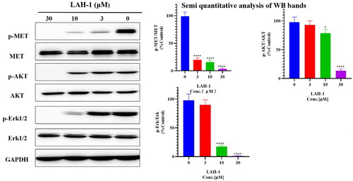 Figure 5. Western blot analyses of EBC-1 cells. Cells were treated with LAH-1 at the indicated concentrations for 2 h, and GADPH was used as a loading control. Each experiment was done in double, and representative images are shown, *p < 0.05, **p < 0.01, ***p < 0.001, ****p < 0.0001 as compared with control.