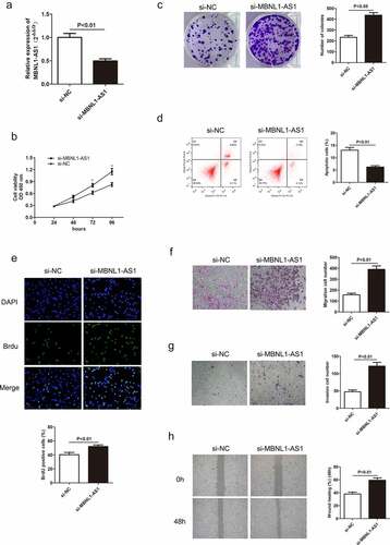 Figure 2. Knockdown of MBNL1-AS1 inhibits cell apoptosis by accelerating AGS cell proliferation, migration, and invasion. (a) The expression level of MBNL1-AS1 in AGS cells after transfection with si-MBNL1-AS1 or si-NC vectors. (b) CCK-8 assay showing cell viability in AGS cells after transfection with si-MBNL1-AS1 or si-NC. (c) Effects of MBNL1-AS1 knockdown on colony formation. (d) Flow cytometry analysis showing AGS cell apoptosis ability. (e) BrdU assay evaluating cell proliferation capacity in AGS cells transfected with si-MBNL1-AS1 or si-NC. (f-g) Transwell assays showing the effect of MBNL1-AS1 knockdown on cell migration and invasion. (h) Wound healing assay showing the migration ability in AGS.