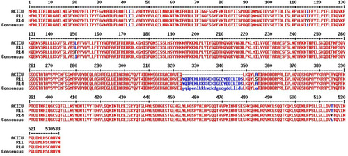 Figure 2 Alignment of the PmrC amino acid sequences based on whole-genome sequencing. ST2 isolates are represented by isolate R11.