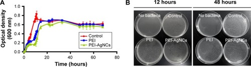 Figure 7 Antibacterial activity of PEI-AgNCs. (A) Optical density of E. coli suspensions measured at 600 nm after exposure to PEI and PEI-AgNC (14.25 µg/mL) for 68 hours. (B) Bacteria colonies formed on LB-agar plates. The cells were seeded from the 12 and 48 hours incubation samples to obtain a final concentration of 14.25 µg/mL. (C) Number of viable E. coli colonies in the 12 or 48 hours incubation samples from (B). (D) SEM images of control (normal bacterial cells) and PEI- or PEI-AgNC-treated cells.Abbreviations: PEI-AgNCs, polyethyleneimine-capped silver nanoclusters; E. coli, Escherichia coli; LB, lysogeny broth; SEM, scanning electron microscope.