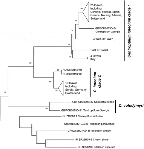 Figure 15. Maximum likelihood tree including several representatives of the genus Centroptilum. Bootstrap supports (BS) are indicated on branches for Centroptilum volodymyri sp. nov. and C. luteolum (Müller, 1776).