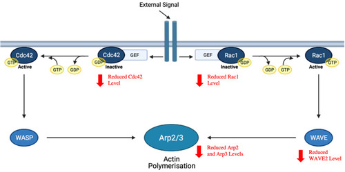 Figure 6 Inhibition of Rac1/WAVE2 signalling pathway by mangiferin. Arp2/3, activating the actin-related protein 2/3; Cdc42, cell division control protein 42 homolog; GEF, guanine nucleotide exchange factor; Rac1, Ras-related C3 botulinum toxin substrate 1; WASP, Wiskott–Aldrich syndrome protein; WAVE, WASP-family verprolin-homologous protein.
