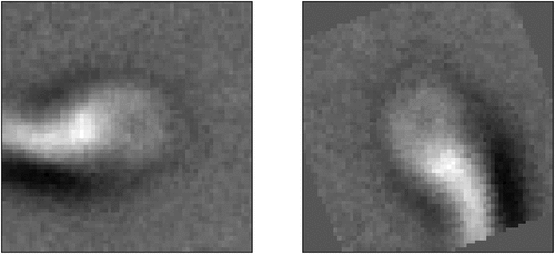 Figure 10. Example of a sperm image in the dataset with rotate augmentation applied during the training phase.