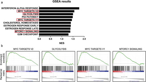 Figure 2. GSEA analysis Result of MYEOV in TCGA database. (a) Top 10 enriched gene sets of GSEA analysis. (b) Enriched glycolysis-related gene sets.