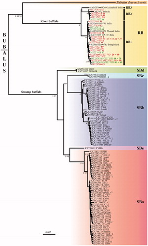 Figure 1. Phylogeny of Bubalus based on complete mitochondrial genomes. The tree was reconstructed under MrBayes using the 118 mitogenomic haplotypes of Bubalus identified in our alignment of 16,356 nucleotides. The tree was rooted with Syncerus (not shown). Haplogroups showing more than 0.5% of nucleotide divergence are highlighted by different colored rectangles, and those found in the swamp buffalo are named SBa to SBe (the name of the haplotype is followed by a dash and a number when the same haplotype was found in at least two individuals). Among the 29 mitogenomes of Egyptian river buffalo, the 21 samples collected in Kafr El Sheikh are indicated in red, whereas the eight samples collected in Beni Suef are indicated in green. The four mitogenomes of river Buffalo assembled using SRA data available in GenBank are named with the SAMN accessions. For nodes supported by bootstrap percentage (BP) ≥ 90 in the RAxML analysis (see details in Material and Methods), the two values correspond to the posterior probability (PP calculated under MrBayes, left of the slash) and BP (right of the slash). An asterisk is used when both MrBayes and RAxML analyses provided maximal support values, i.e. PP = 1 and BP = 100, respectively. No information was provided for nodes supported by BP < 90.