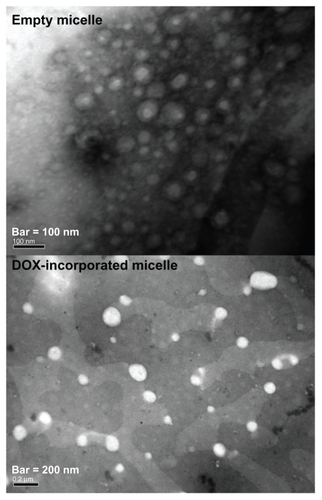 Figure 3 Transmission electron micrograph of polymeric micelles composed of dextran and poly(DL-lactide-co-glycolide) block copolymer.