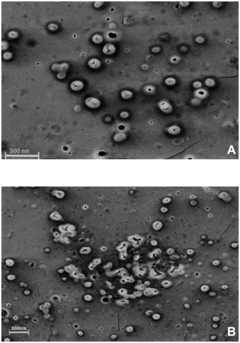 Figure 1 SEM images of morphological degradation of Cs/Alg/B NPs. (A) The initial stage of degradation on the 7th day of preparation. (B) End-stage of morphological degradation after the 14th day of preparation. For each run MDT is included in optimization as a quantitative factor. The scale bar is 300 nm. More images are shown in Supplementary Figure 5.