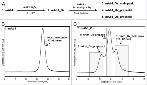 Figure 3. (A) Schematic illustration of sample preparation of five mAb1-derived samples for further characterization. (B) FcRn chromatogram of untreated mAb1. (C) FcRn chromatogram of mAb1_Ox; the three separated peaks were individually collected and pooled as indicated by the gray rectangles.