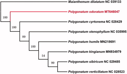 Figure 1. Maximum likelihood phylogenetic tree based on 8 complete chloroplast genomes (bootstrap repeat is 1000).