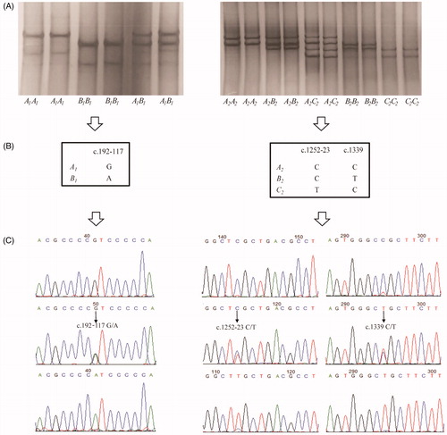 Figure 1. PCR-SSCP analysis of the DGAT1 gene in Gannan yaks. (A) SSCP banding patterns for two regions of yak DGAT1 gene. (B) Single-nucleotide polymorphism (SNP) detected in intron 1 – exon 2 and intron 15 – exon 17 of DGAT1 gene. (C) Confirmation of single nucleotide variations in two regions using sequence.