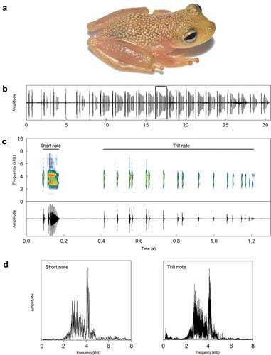 Figure 1. (A) Adult male of Scinax belloni (AAG-UFU 6771, SVL = 19.4 mm). (B–C) The vocal repertoire of S. belloni from its type locality. (B) An oscillogram showing a sequence of 22 calls (note that two calls are emitted with only short notes in the beginning of this cut). (C) Spectrogram and respective oscillogram detailing the call highlighted in (A). (D) Power spectra of both notes depicted in (C). Sound file = Scinax_belloniCasteloES6aPM_AAGm671 (metadata of recording in Appendix 1)