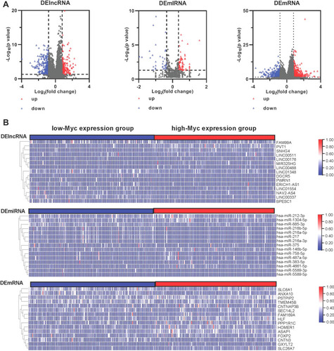 Figure 1 Identification of DEGs in HCC samples: The TCGA expression profile comparison between low-Myc expression and high-Myc expression groups: (A) The volcano diagrams show the DE lncRNAs, miRNAs, and mRNAs in low-Myc expression and high-Myc expression groups, respectively. The blue dots indicate the downregulated DE-RNAs; The red dots indicate the up-regulated DE-RNAs. (B) The heat map of all target values of DE lncRNAs, miRNAs, and mRNAs from liver tissues of low-Myc expression and high-Myc expression samples.