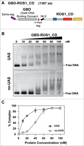 Figure 1. Analysis of the DNA binding capacity of GBD-ROS1_CD in vitro. (A) Schematic diagram of the His-tagged GBD-ROS1_CD recombinant fusion protein. ROS1_CD comprises residues 295–1393 of ROS1, and contains a non-contiguous DNA glycosylase domain distributed over two segments (blue and red) separated by a non-structured linker region (striped), and a C-terminal domain (yellow). (B) Increasing concentrations of purified GBD-ROS1_CD were incubated at 25°C for 30 min with 10 nM of fluorescein-labeled DNA duplex containing (UAS) or not (no-UAS) the sequence targeted by GBD. After non-denaturing gel electrophoresis, gels were scanned to detect fluorescein-labeled DNA. Protein–DNA complexes were identified by their retarded mobility compared with that of free DNA. A representative gel for each substrate is shown. (C) Percentage of protein–DNA complexes versus protein concentration. All bands with slower mobility were used in quantitation of bound protein. Values are mean ± SE (error bars) from three independent experiments.