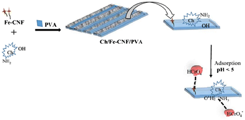 Figure 6 Shematic illustration for chromium adsorption on Chitosan/Fe-Carbon nanofibers and polyvinyl alcohol nanocompositeCitation65