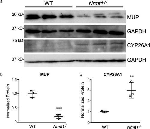 Figure 4. Western blot verification of RNA sequencing. (a) Western blot analysis of wild-type (WT) and Nrmt1 knockout (Nrmt1−/−) mouse livers verifies (b) significant downregulation of MUP protein levels in Nrmt1−/− mice and (c) significant upregulation of CYP26A1 protein levels in Nrmt1−/− mice. GAPDH is used as a loading control. ** denotes p < 0.01 and *** denotes p < 0.001 as determined by unpaired t-test. n = 3. Error bars represent ± standard error of the mean (SEM).