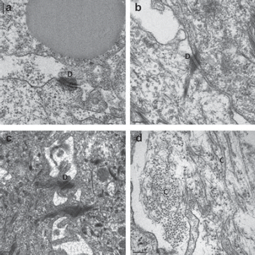 Figure 2. Transmission electron microscopic analysis of the porcine oral mucosa models. Numerous intercellular junctions such as desmosomes (D) were detected in the epithelium of the model based on the CGC scaffold (a), the epithelium cultured on the AM (b), and the reconstructed epithelial cell sheet (c). In the lamina propria equivalent of the CGC-based 3D model, transversal and longitudinal sections of the newly synthesized collagen fibers (C) by the active porcine fibroblasts were visible (d). Bars = 200 nm.