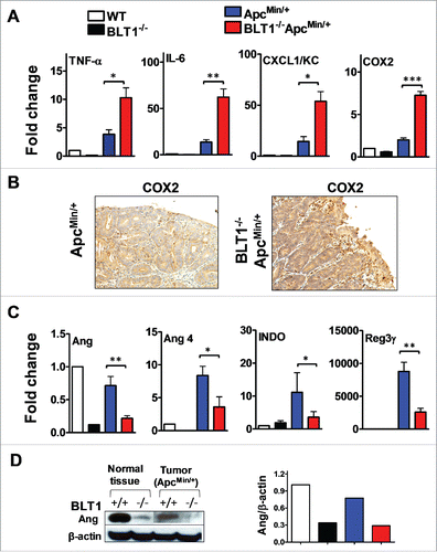 Figure 4. Increased inflammatory and decreased host defense markers in BLT1−/−ApcMin/+ tumors. (A-B). The mRNA levels were measured by qRT-PCR using SyBR green dye (Applied Biosystems) from size matched colon tumors of ApcMin/+ and BLT1−/−ApcMin/+ mice (105–110 d age old). Data are representative of tumors/tissues isolated from at least 5 different mice for each genotype. (A). mRNA levels of inflammatory mediators (TNF-α, IL-6, CXCL1 and COX2) are significantly increased in colonic tumors of BLT1−/−ApcMin/+ compared with ApcMin/+ mice. Statistical analysis was performed using the Mann-Whitney U test. Error bars, ± SEM. *, P < 0.05; **, P < 0.01; and ***, P < 0.001 (compared with ApcMin/+). (B). Immunohistochemical analysis indicates increased expression of COX2 in the colon tumors of BLT1−/−ApcMin/+ compared with ApcMin/+ mice. (C) The relative mRNA levels of host defense proteins (Ang, Ang 4, IDO and Reg3γ) were reduced in BLT1−/−ApcMin/+ compared with ApcMin/+ mice colon tumors. (D) Western blot analysis of angiogenin expression in colons and colon tumors of BLT1−/−ApcMin/+ compared with ApcMin/+.