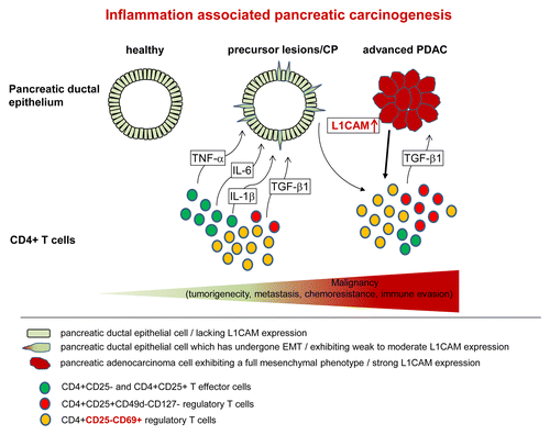 Figure 1. The fatal alliance of T cells and pancreatic ductal epithelial cancer cells in inflammation-associated PDAC development. Upon pancreatic inflammation CD4+ T cells, most likely T effector cells (Teffs) but also regulatory T cells (Tregs), infiltrate the pancreatic tissue where they come in contact with the pancreatic ductal epithelium. Teffs promote epithelial-mesenchymal transition (EMT)-associated alterations along with enhanced L1CAM expression in pancreatic ductal epithelium by releasing inflammatory cytokines such as TNFα, IL-1β, and IL-6. Tregs add to this scenario via the release of TGFβ1. However, Teffs still efficiently produce IL-2 and IFNγ enabling T helper cell type 1 (Th1)-activity. Still expressed at moderate levels, L1CAM increases tumorigenicity, invasiveness and apoptotic resistance of premalignant epithelial cells in precursor lesions or chronic pancreatitis (CP). However, these effects are even more pronounced in pancreatic ductal adenocarcinoma (PDAC) cells exhibiting strong L1CAM expression. Furthermore, these elevated L1CAM expression levels contribute to the enrichment of immunosuppressive T cells by promoting migration/infiltration of CD4+CD25+CD127-CD49d- Tregs into the pancreas, impairing the proliferation of Teffs and favoring the generation of immunosuppressive CD4+CD25-CD69+ T cells.