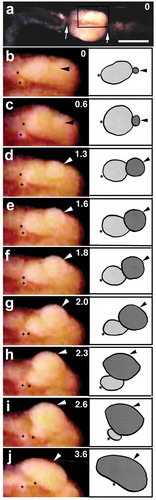 Figure 4. Ventral views of the clitellar region of a worm undergoing egg deposition. Anterior is to the left. (b-j) show the boxed region in (a) at higher magnification. Numerals shown in the upper right of each panel indicate the time (sec) after the onset of discharge of the egg. Arrowheads indicate the apical surface of the egg portion located outside the body. Asterisks indicate the anterior margin of the egg portion still located within the coelom. Arrows in (a) indicate the constricted margins of the clitellar region. Crosses indicate the small sphere of unidentified tissue. Scale bar in (a) = 1 mm (for a); 0.4 mm (for b-j).