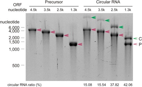 Figure 4. Ligation efficiencies of precursors containing coding sequences (CDS) of different sizes. Precursors with the indicated lengths were ligated using T4 RNA ligase 1 and 26-nt splint DNA (splint 2-1 in Table 1). Precursors and corresponding circularization reaction products were visualized and quantified by E-Gel EX 2% agarose gel analysis. Ligation efficiency was calculated as the ratio of the band intensity of circRNA to precursor RNA. The experiment was performed in duplicate. C, circular RNA; P, precursor RNA.