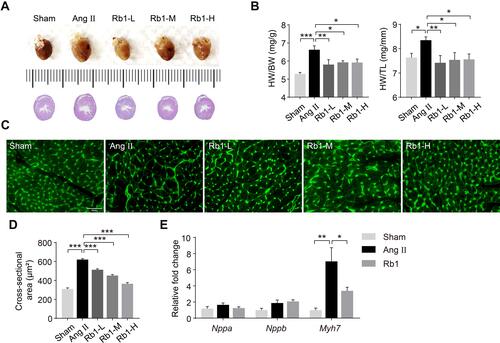 Figure 1 Rb1 attenuates cardiac hypertrophy in Ang II–infused mice. C57BL/6J mice were subcutaneously infused with Ang II (1 μg/kg/min) or saline (sham) for 14 days. Ang II–infused mice received daily treatment of either vehicle (Ang II) or Rb1 at 6.25 mg/kg (Rb1-L), 25 mg/kg (Rb1-M) and 100 mg/kg (Rb1-H). (A) At the end of the indicated treatments, hearts were dissected and photographed. Additionally, H&E staining of the cardiac sections was performed to visualize the gross morphology of the heart. (B) The ratios of heart weight (HW) to body weight (BW) (left panel) and HW to tibia length (TL) (right panel) were measured (n=6-10 per group). (C) Heart sections were stained with wheat germ agglutinin (WGA) to visualize cardiomyocytes. (D) The cross-sectional area of cardiomyocytes was measured in WGA-stained heart sections (n=5 per group). Scale bar, 50 μm. (E). C57BL/6J mice were subcutaneously infused with Ang II (1 μg/kg/min) or saline (sham) for 14 days. Ang II–infused mice received daily treatment of either vehicle (Ang II) or Rb1 at 100 mg/kg (Rb1). The mRNA expression of Nppa, Nppb and Myh7 in the heart was analyzed by real-time qPCR (n=6-7 per group). 18S rRNA was used as the internal reference. Relative fold change was plotted against that from the sham controls. Data were expressed as mean±S.E.M. * P<0.05, ** P<0.01, *** P<0.001.