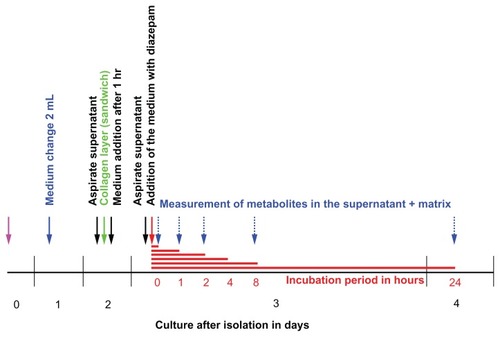 Figure 3 Timeline for diazepam metabolism experiment in human hepatocytes.Notes: On Day 0, cells are isolated and placed on a dish precoated with collagen. Two days after the insulation, a second collagen layer is added to make the organotypic sandwich cellular model. The experiment begins on Day 3, with different incubation times. The experiment was performed three times at different isolations. Number of dishes per time point, n = 3 per experiment.