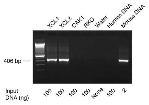 Figure 2 Identification of mouse DNA in human pancreatic carcinoma cultures established from mouse xenografts by PCR. A sensitive PCR assay specific for mouse GAP DH and its pseudogenes was used (Fig. S2 and Materials and Methods). The genomic DNA of human pancreatic carcinoma XCL1 and XCL3 xenograft cultures were found positive for mouse DNA. By contrast, the DNA of human pancreatic carcinoma CAK1 and human colorectal carcinoma RKO culture as well as the control pooled human WBC DNA were free mouse DNA (see Materials/Methods and Table S1–3).